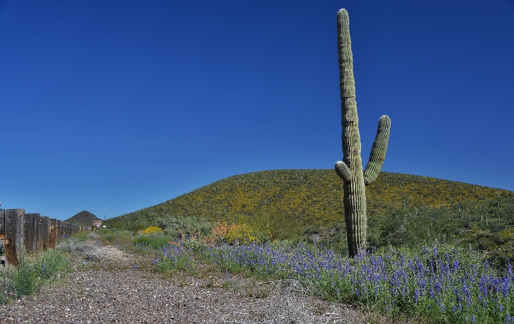 wildflowers